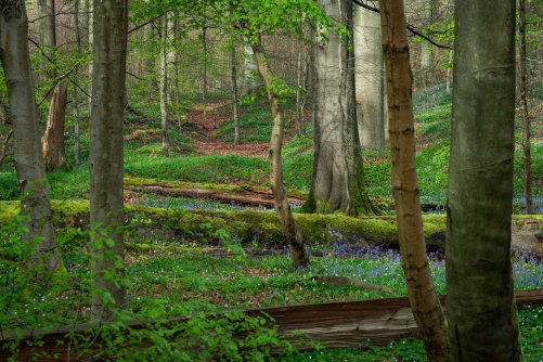 Frederic-Demeuse-WALD Photography